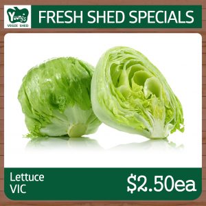 Australian Iceberg Lettuce