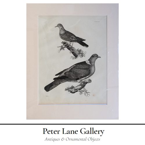 Peter Lane Engraving of a British Bird